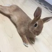 Mr.ミチの画像
