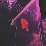 くまの画像
