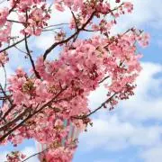 ♪の画像