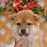 もつもつ