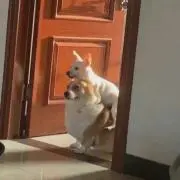 シュウの画像