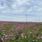 umekoの画像
