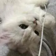 まりりんの画像