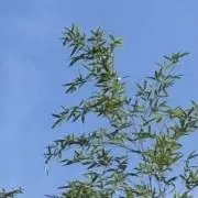 Chikuwa873の画像