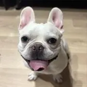 ふらんの画像