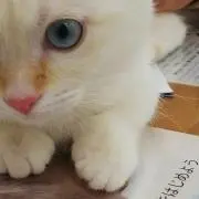 ねこの画像