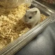 Aの画像