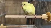 カリカミ@購入後メッセージ一切不要！の画像