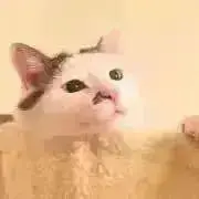 いとはの画像