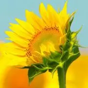good sunの画像
