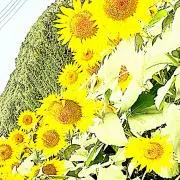 りっちの画像