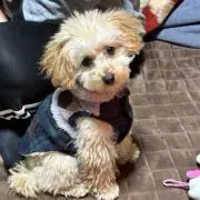 犬好きの画像