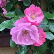 Botanの画像