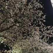ぽや
