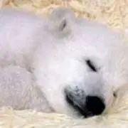 くまの画像