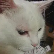 siaの画像