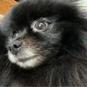 ★つまぶき★の画像