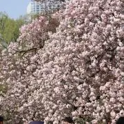 かな2020の画像