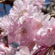 mimimi