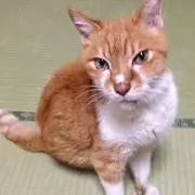 koikeの画像