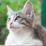 やっちゃんぽんの画像