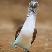 + oh*meの画像
