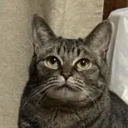 なちこの画像