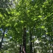 きょんこの画像