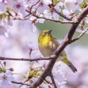 momoの画像