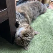 だいずの画像