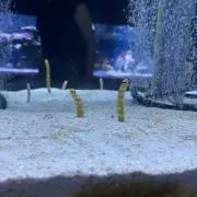 しんの画像