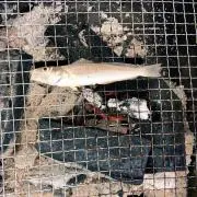 おすっ