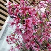 モモ（4月28〜30まで配送休み）