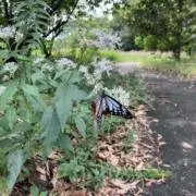 よねねの画像