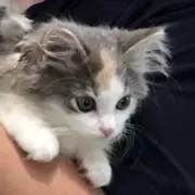 ぺぺろんちーのの画像