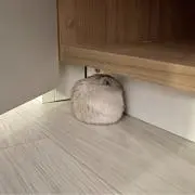 きなこの画像