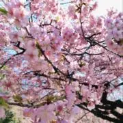sakusakuの画像