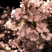 サドの画像