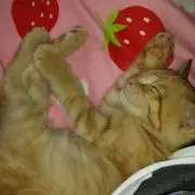 たまたまの画像