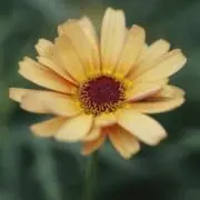 Sumamaの画像