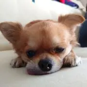 花花