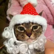 がみの画像