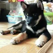 おーくわ