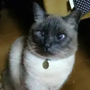 アルち