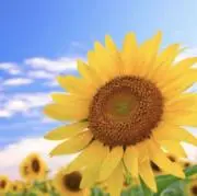 りりぺの画像