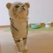 Lemonの画像