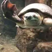 ユミの画像