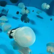 メロディ