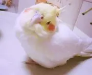 Kanontan