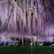 めいちゃんの画像